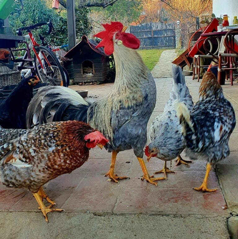 471944464_122114604134625225_3850773082989664103_n